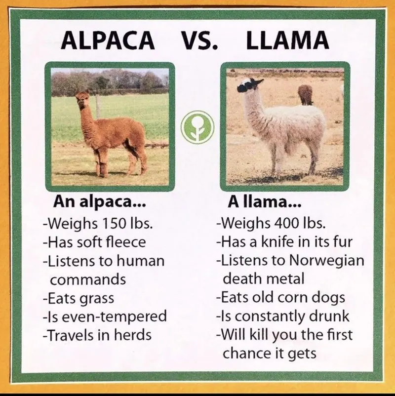 alpacas vs llamas